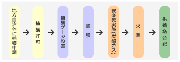 捕獲後の流れ