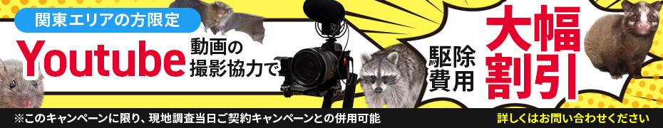 関東エリアの方限定、Youtube動画の撮影協力で駆除費用10%オフ!詳しくはお問い合わせください※このキャンペーンに限り、現地調査当日ご契約キャンペーンとの併用可能